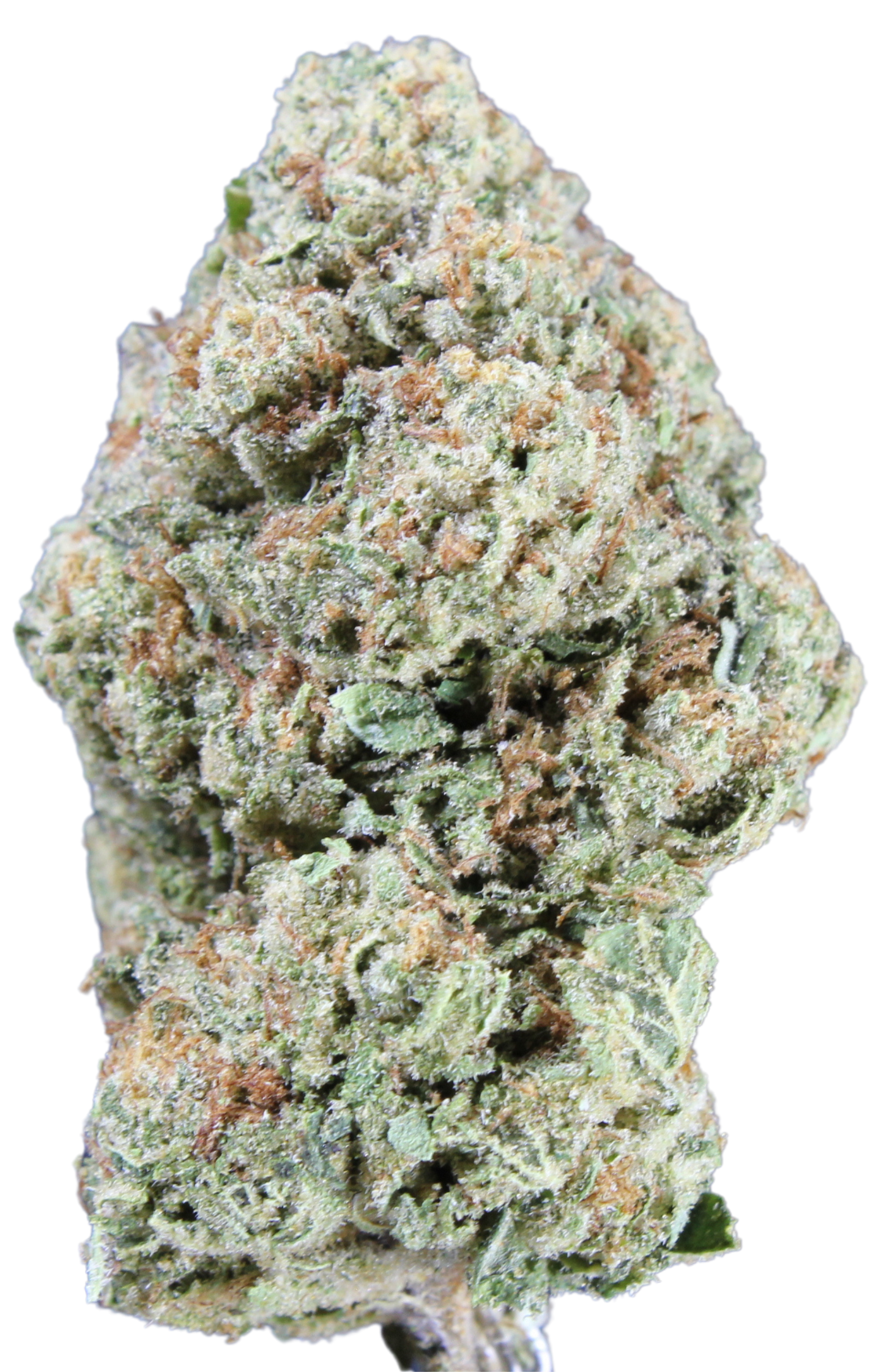 Cherry Star Burst